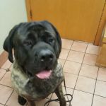 VCA Cromwell Animal Hospital