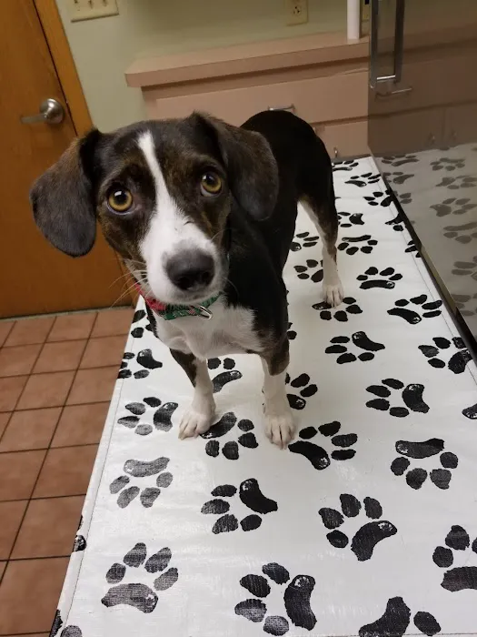 VCA Cromwell Animal Hospital Picture 7