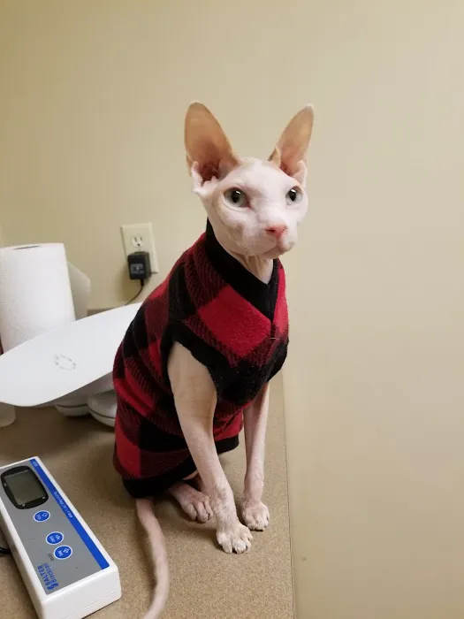 Catzablanca Cat Clinic & Hospital Picture 1