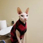 Catzablanca Cat Clinic & Hospital