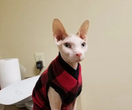 Catzablanca Cat Clinic & Hospital