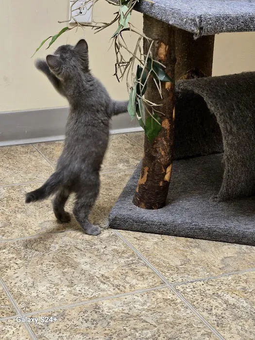 Catzablanca Cat Clinic & Hospital Picture 5