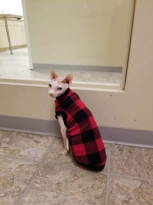 Catzablanca Cat Clinic & Hospital Picture 4
