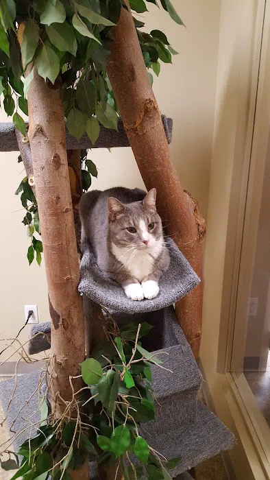 Catzablanca Cat Clinic & Hospital Picture 6