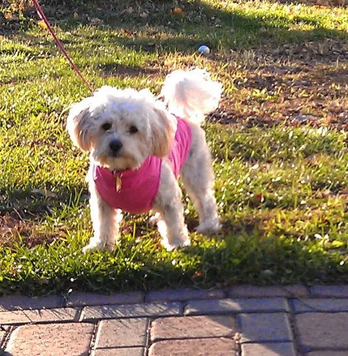 Beckett & Associates Veterinary Services Picture 10
