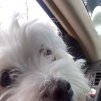 Pieper Veterinary Berlin Street ico