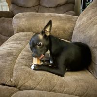Pieper Memorial Veterinary Center ico