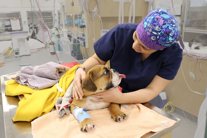 Pieper Memorial Veterinary Center Picture 10
