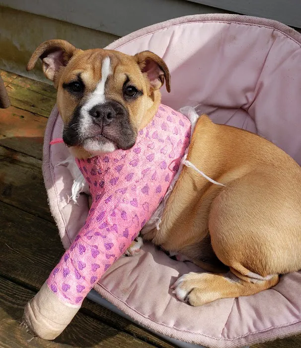 Pieper Memorial Veterinary Center Picture 8