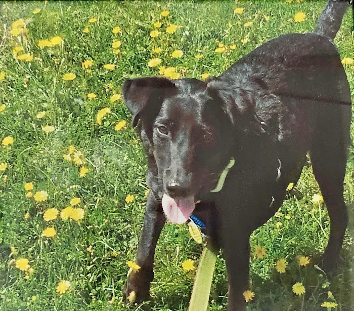 Pieper-Olson Veterinary Hospital Picture 8