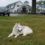 Pieper-Olson Veterinary Hospital