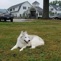 Pieper-Olson Veterinary Hospital ico