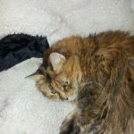 Radiocat Connecticut