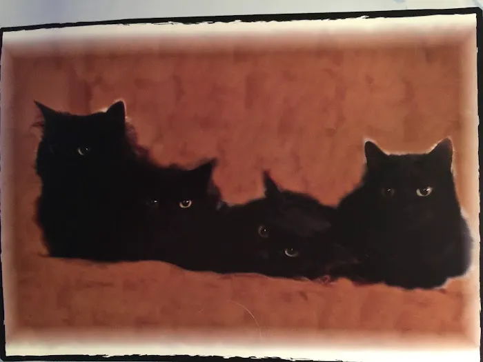 Bloomfield Animal Hospital Picture 6