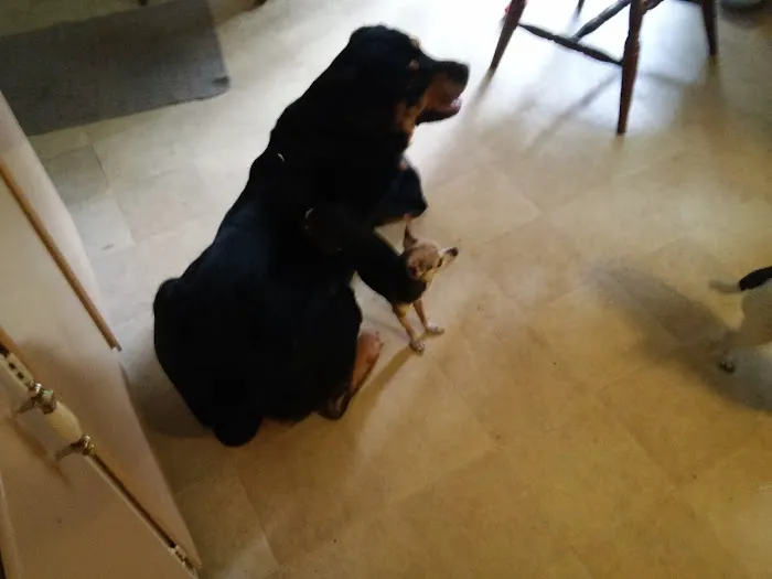 Connecticut Veterinary Center Picture 3