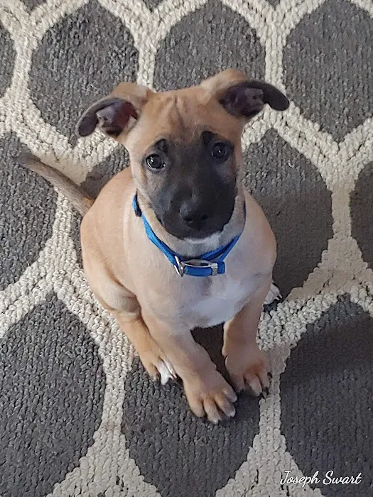 Connecticut Veterinary Center Picture 4
