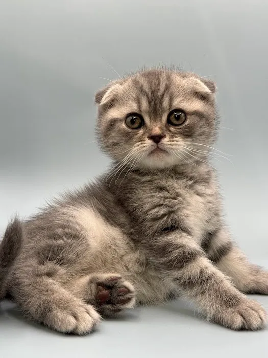 Zaras Scottish Fold & British Cattery Exotic Cats Picture 4
