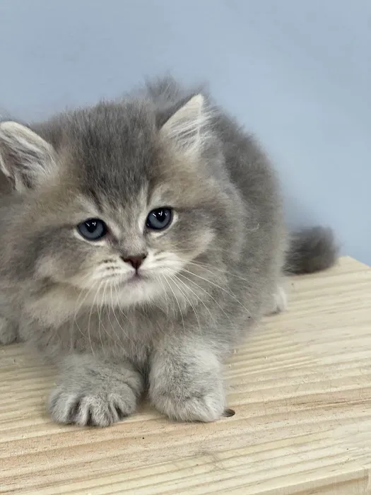 Zaras Scottish Fold & British Cattery Exotic Cats Picture 7