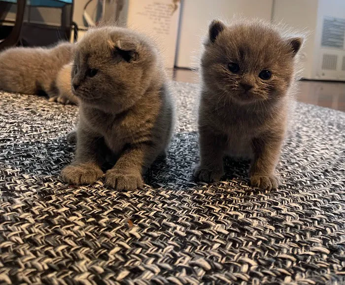 Zaras Scottish Fold & British Cattery Exotic Cats Picture 6