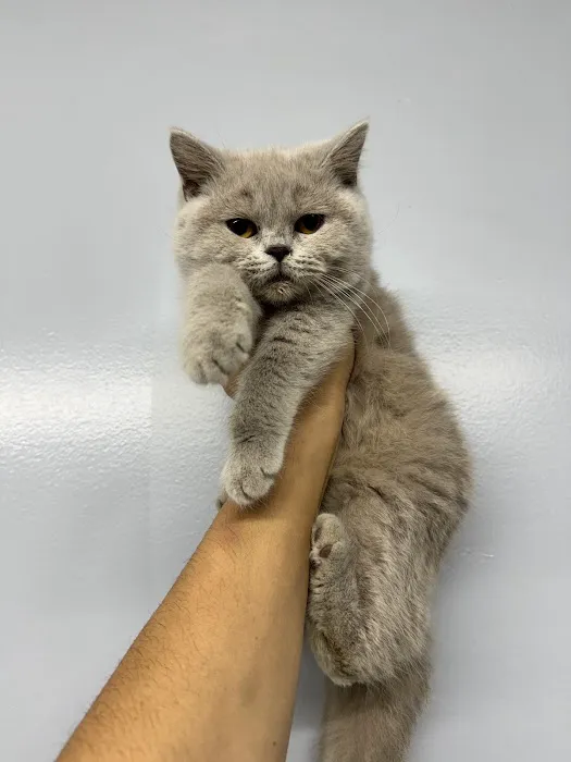 Zaras Scottish Fold & British Cattery Exotic Cats Picture 2