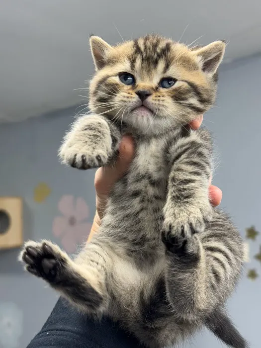 Zaras Scottish Fold & British Cattery Exotic Cats Picture 10