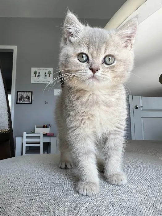 Zaras Scottish Fold & British Cattery Exotic Cats Picture 1