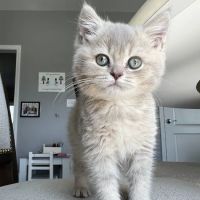 Zaras Scottish Fold & British Cattery Exotic Cats ico