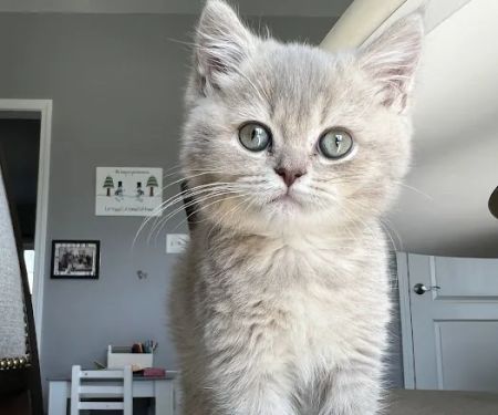Zaras Scottish Fold & British Cattery Exotic Cats