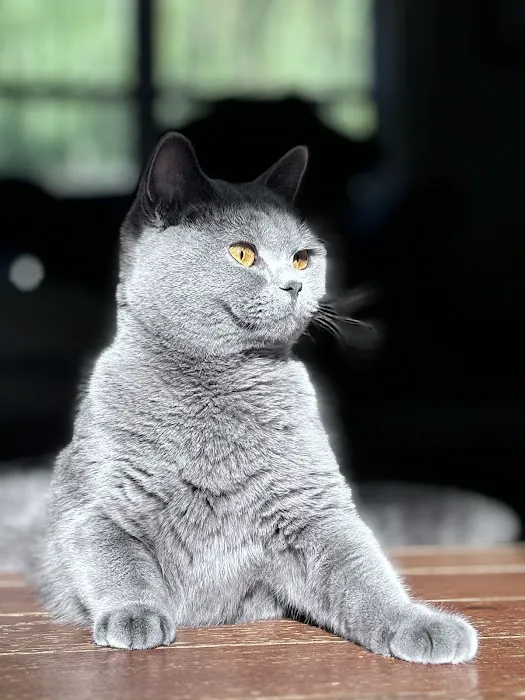 Zaras Scottish Fold & British Cattery Exotic Cats Picture 8
