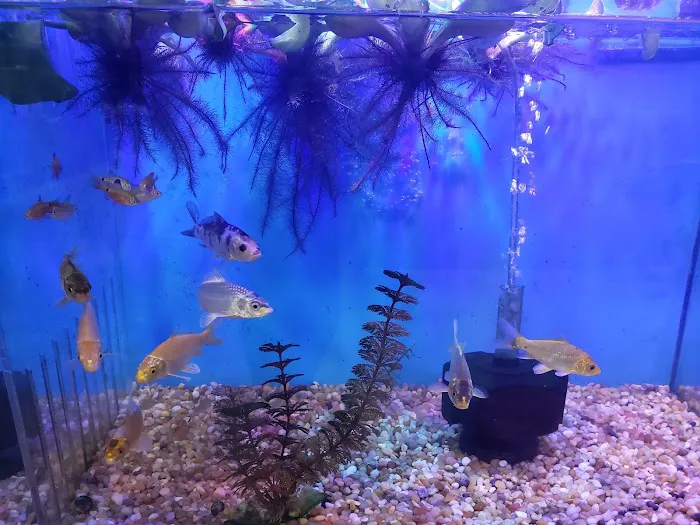 Bay Bridge Aquarium Picture 3