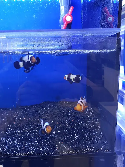 Bay Bridge Aquarium Picture 2