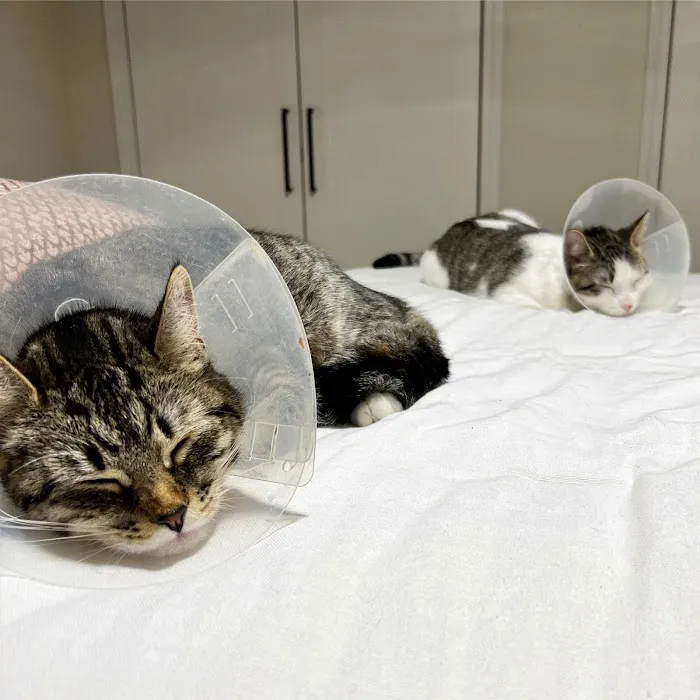 East Hartford Animal Clinic Picture 1