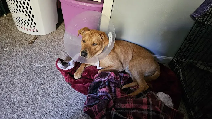East Hartford Animal Clinic Picture 2