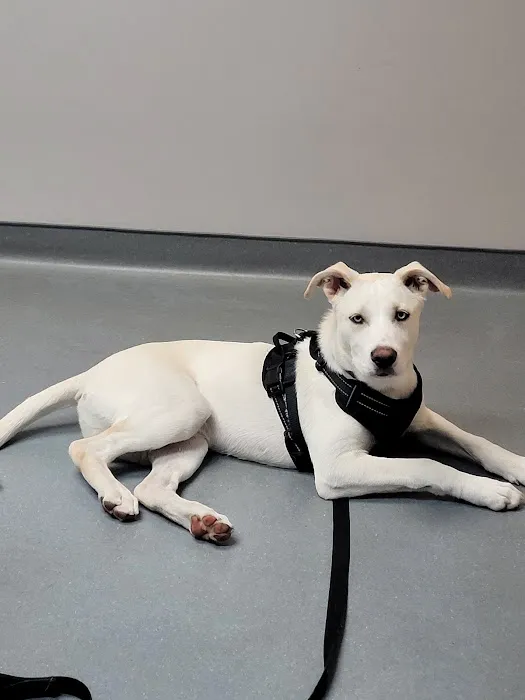 East Hartford Animal Clinic Picture 4