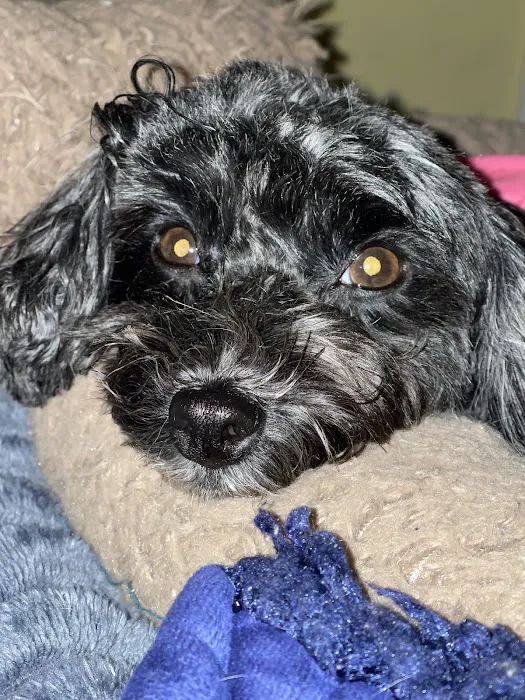 East Hartford Animal Clinic Picture 8