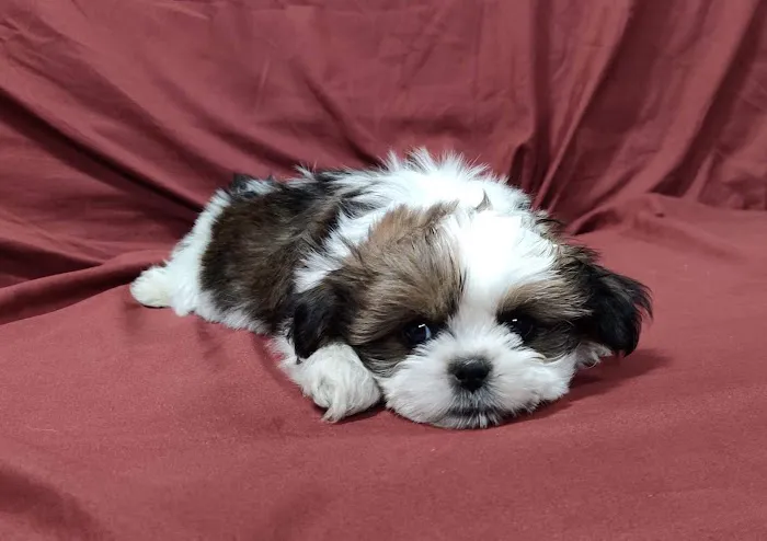 Unleashed by Petco Picture 1
