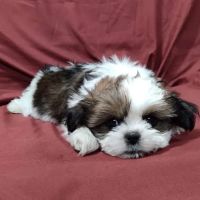 Unleashed by Petco ico