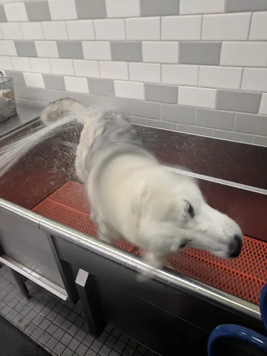 Unleashed by Petco Picture 8