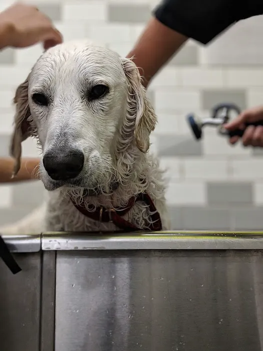 Unleashed by Petco Picture 9