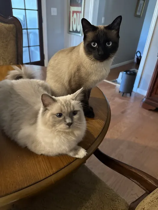 Connecticut Feline Medicine and Surgery Picture 10