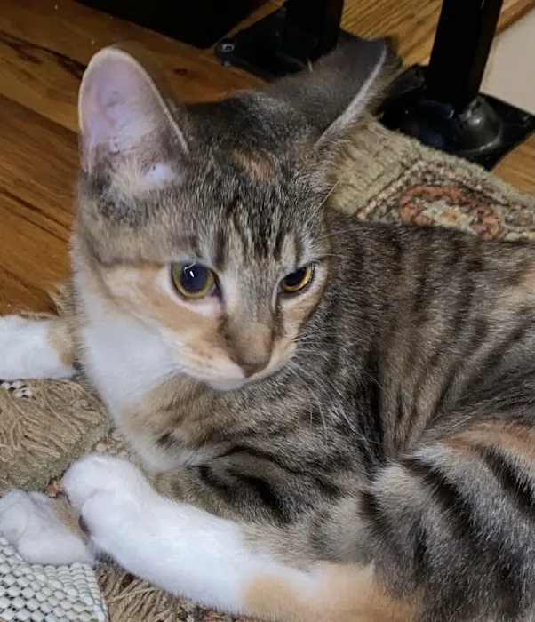 Connecticut Feline Medicine and Surgery Picture 1
