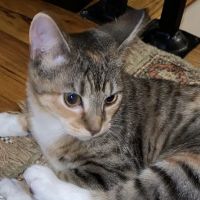 Connecticut Feline Medicine and Surgery ico