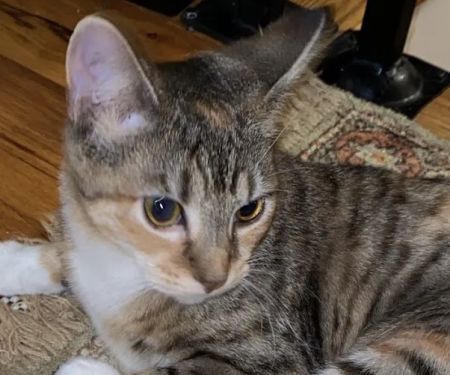 Connecticut Feline Medicine and Surgery