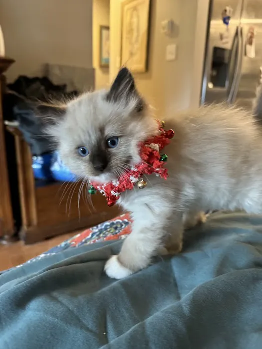 Connecticut Feline Medicine and Surgery Picture 4