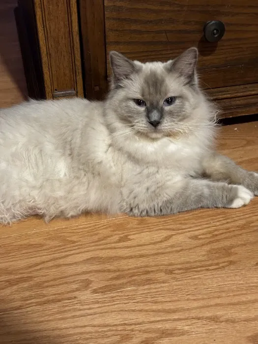 Connecticut Feline Medicine and Surgery Picture 5