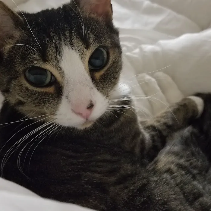Connecticut Feline Medicine and Surgery Picture 9