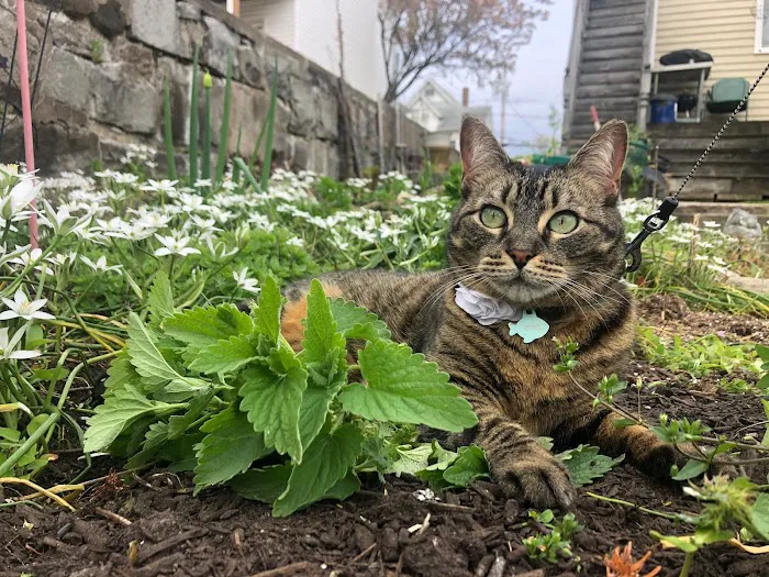Connecticut Feline Medicine and Surgery Picture 6