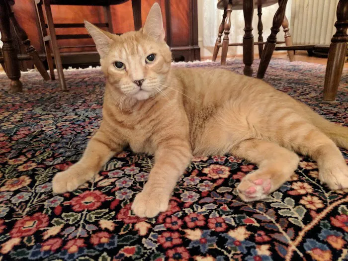 Connecticut Feline Medicine and Surgery Picture 7