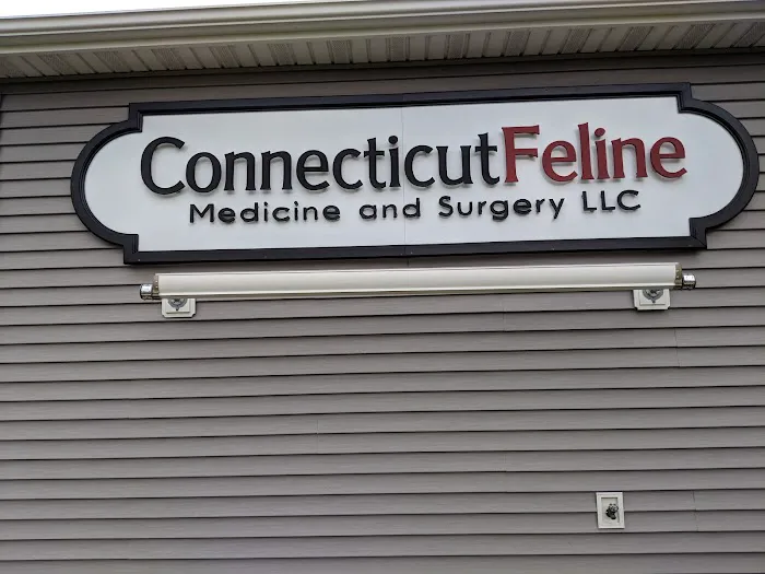 Connecticut Feline Medicine and Surgery Picture 3