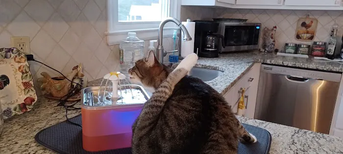 Connecticut Feline Medicine and Surgery Picture 8